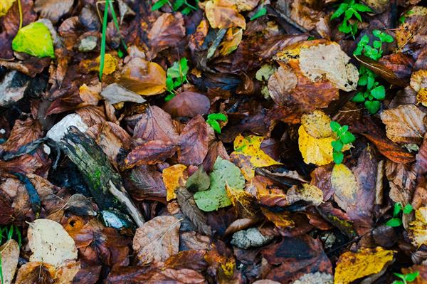 ردپای پاییز روی زمین؛ مجموعه عکس‌های استوک با کیفیت از برگ‌های پاییزی