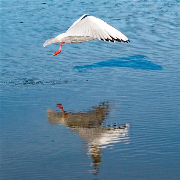 عکاسی حیات وحش؛ لحظه شکار مرغ دریایی روی سطح آب دریای خزر