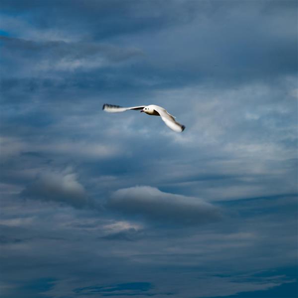 نمای نزدیک از اوج گرفتن مرغ دریایی سفید در آسمان دراماتیک دریای خزر