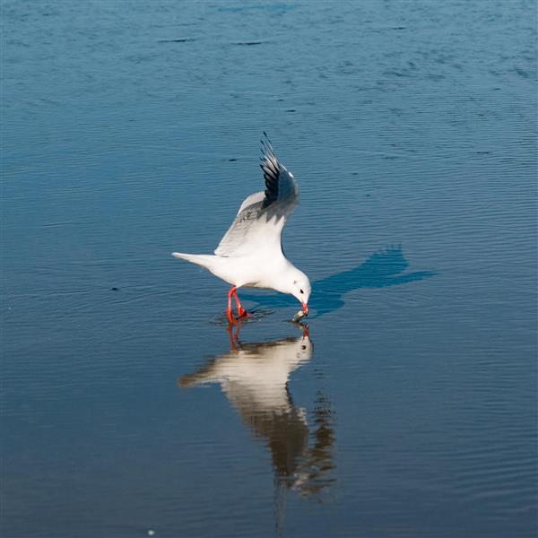 عکاسی حرفه‌ای از لحظه شکار و غذا خوردن مرغ دریایی در ساحل دریای خزر مناسب تابلوهای مدرن دکوراتیو برای ویلا، دفتر کار و کافی‌شاپ، تصویر حیات وحش شمال برای چاپ روی بوم و شاسی