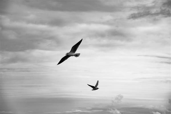 پوستر دیواری سیاه و سفید هنری از پرواز پرندگان مهاجر در ساحل دریا با استایل انتزاعی و مینیمال مناسب دکوراسیون مدرن اداری، اتاق نشیمن و پشت میز مدیریت