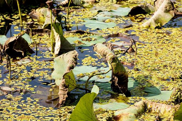 تالاب زیبا گیاهان تالابی تابستان زیبایی های طبیعت گیلان