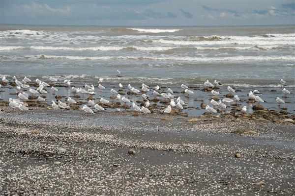 پرندگان مهاجر در ساحل دریای خزر
