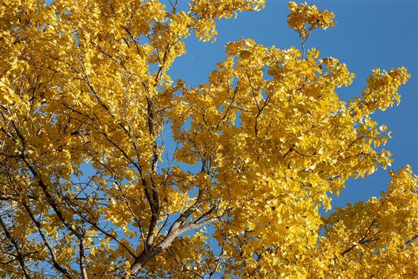 برگهای زرد پاییزی پوستر دیواری