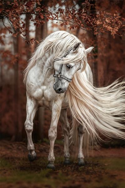 عکس هنری اسب سفید با یال‌های افشان در جنگل پاییزی برای پوستر دیواری نشیمن و آرامش بخش محیط