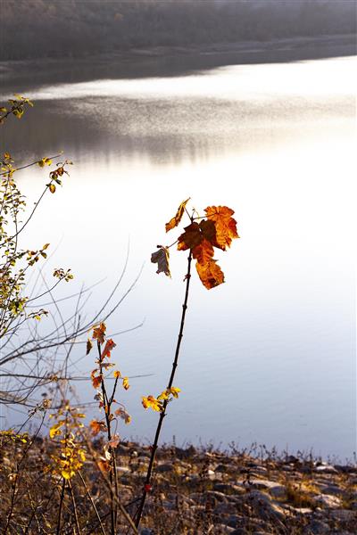 گل پاییزی در کنار دریاچه زیبا