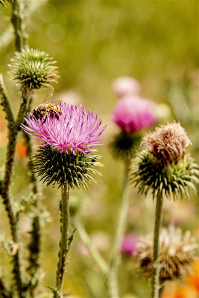 گل های زیبای ارغوانی گل خار مریم در تابستان