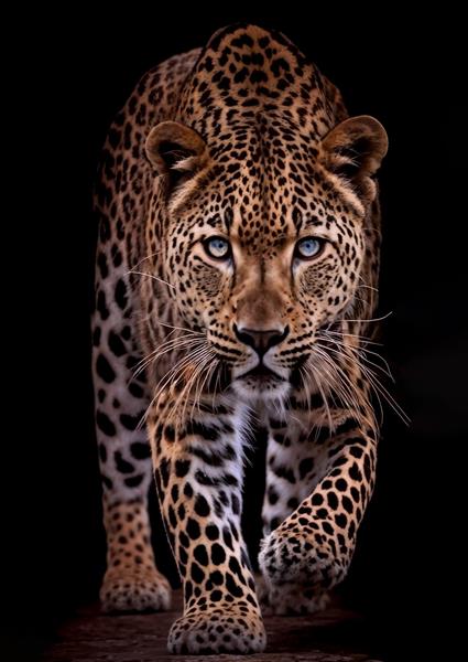 عکس باکیفیت پلنگ در حال قدم زدن با چشمان آبی خیره‌کننده مناسب پوستر دیواری لوکس پشت میز مدیریت