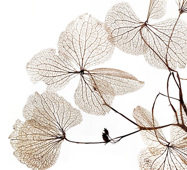 عکس استوک رگبرگ‌های شفاف گل با تم مینیمال سفید مناسب قاب دکوراتیو و دفاتر معماری مدرن