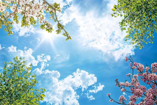 طرح سقف کشسان آسمان مجازی با شکوفه‌های گیلاس و تابش آفتاب ویژه دکوراسیون تالار و کلینیک