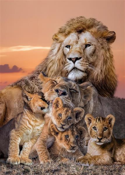پوستر دیواری سه بعدی خانواده شیرها در غروب آفتاب با تم گرم و صمیمی برای اتاق پذیرایی، اتاق خواب والدین و چاپ روی بوم نقاشی یا روتختی