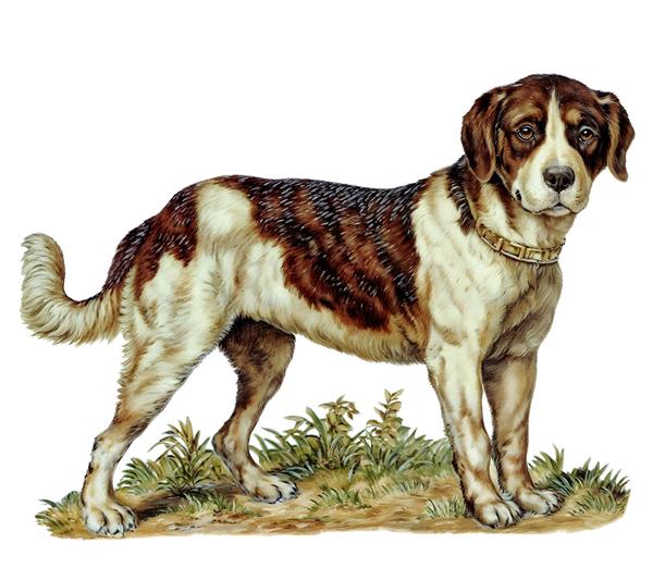 لوگوی عرق سگی قدیمی تصویر کلاسیک سگ شکاری با قلاده طلا ویژه تابلو دکوراتیو اتاق نشیمن و پوستر دیواری ویلا