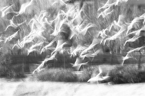 عکاسی انتزاعی از حیات وحش سیاه و سفید پرندگان زیبا و مرغهای دریایی