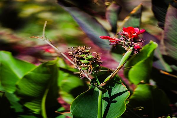 عکاسی کلوزآپ از گلهای زیبای طبیعی