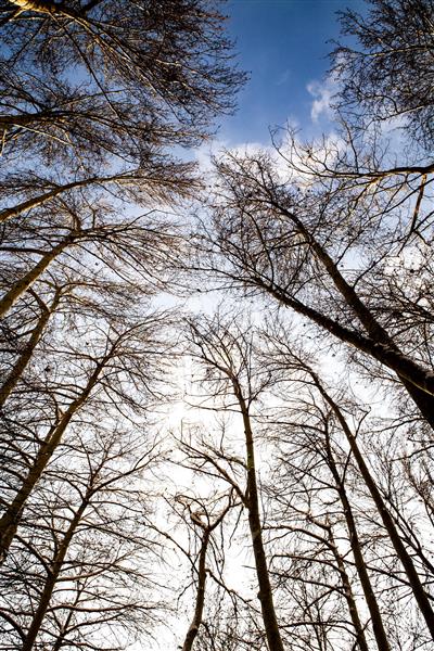 درختان سر به فلک کشیده طرح پوستر آسمان مجازی