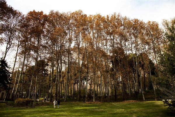 درختان سر به فلک کشیده در نور غروب پاییز طبیعت ایران