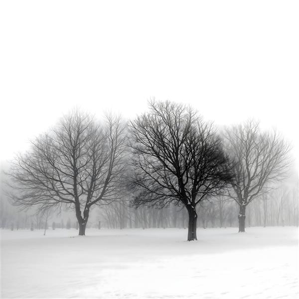 منظره سیاه و سفید مینیمال درختان در مه و برف مناسب پوستر دیواری مدرن اتاق خواب و محیط اداری