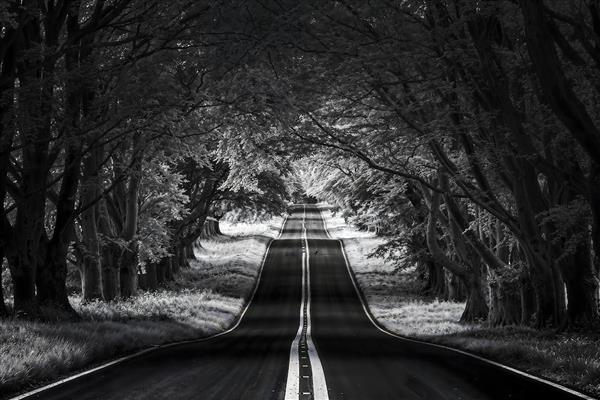 پوستر دیواری سه بعدی جاده جنگلی سیاه و سفید با عمق زیاد ایده آل برای دکوراسیون پشت تلویزیون و راهرو
