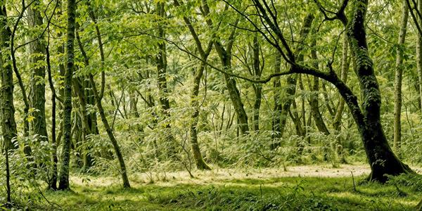 تصویر باکیفیت جنگل سرسبز و درختان انبوه مناسب پوستر دیواری پشت تلویزیون، اتاق خواب و مدیتیشن