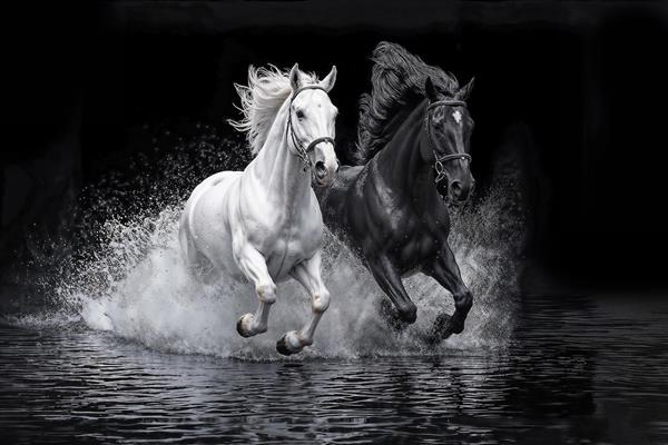 تابلو دکوراتیو و پوستر دیواری اسب‌های سیاه و سفید در حال دویدن در آب ویژه دکوراسیون مدرن، اتاق کار و باشگاه سوارکاری