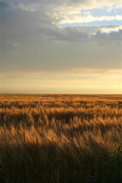 منظره غروب خورشید در گندم‌زار طلایی بهترین گزینه برای پوستر دیواری اتاق نشیمن و آرامش‌بخش اتاق خواب