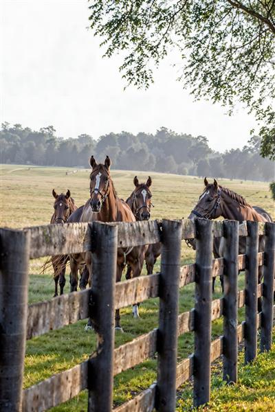 عکس باکیفیت گله اسب‌های قهوه‌ای در دشت سرسبز انتخابی عالی برای پوستر دیواری ویلا و دکوراسیون اتاق مدیریت