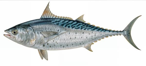 تصویر گرافیکی دقیق ماهی تن (Tuna) با جزئیات آناتومیک برای کتاب‌های آموزشی کودکان، منوی رستوران دریایی و شلف آشپزخانه