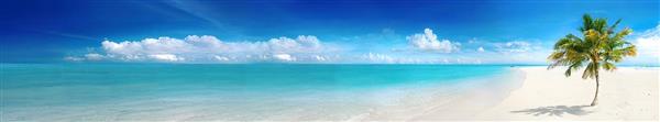 بنر پانوراما ساحل سفید با تک درخت نخل مناسب برای چاپ پرده تصویری، آسمان مجازی و پوستر دیواری عریض