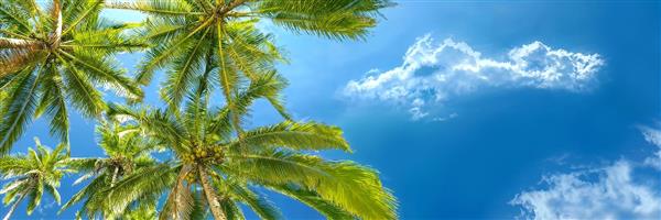 طرح زاویه رو به آسمان درختان نخل استوایی برای چاپ پوستر دیواری سقف و دیوارهای بلند