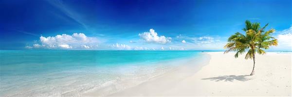 پوستر دیواری پانوراما ساحل خلوت و تک درخت نخل ویژه دکوراسیون مینیمال ویلا و دفتر کار