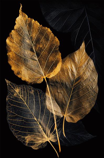 طرح برگ‌های پاییزی شفاف و اسکلتی با رگه‌های طلایی ویژه تابلوهای دکوراتیو مدرن و پوستر دیواری اتاق خواب