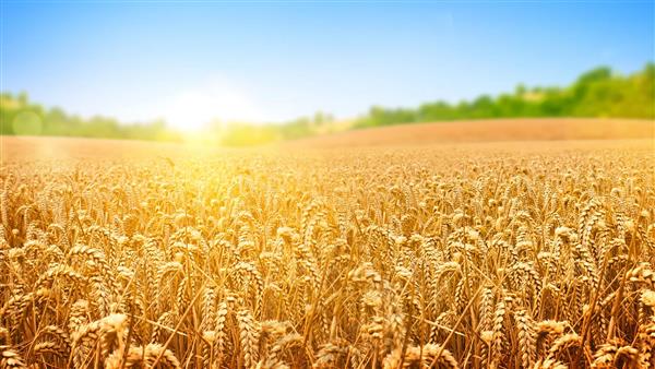 منظره رویایی مزرعه گندم طلایی زیر نور خورشید برای چاپ پوستر دیواری پذیرایی و دیوارپوش سه بعدی ویلا و هتل