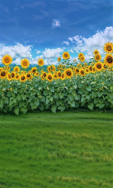 منظره وسیع دشت گل آفتابگردان و آسمان آبی ابری ویژه پوستر دیواری یکپارچه، دیوار مهدکودک و سالن‌های ورزشی و بدنسازی