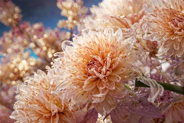 عکس باکیفیت نمای نزدیک گل‌های داوودی کرم و گلبهی با بوکه درخشان مناسب برای تابلو دکوراتیو سالن پذیرایی و پوستر دیواری لوکس هتل