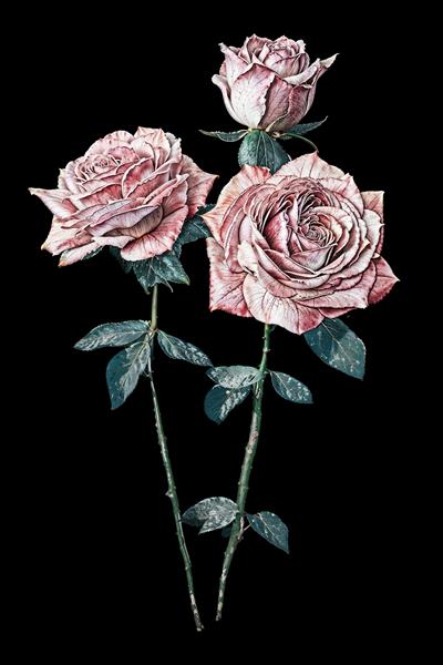 طرح هنری گل رز صورتی چرک با ساقه در زمینه مشکی ویژه چاپ تابلو دکوراتیو و پوستر سه بعدی پذیرایی