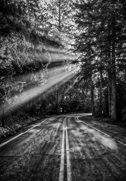 عکس سیاه و سفید جاده جنگلی و تابش نور خورشید برای تابلو دکوراتیو عمودی و دیوار اتاق نشیمن