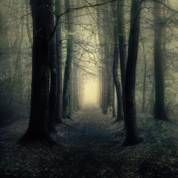 پوستر دیواری منظره جنگل مه‌آلود با عمق زیاد ایده آل برای بزرگ‌نمایی فضای پذیرایی و راهرو هتل