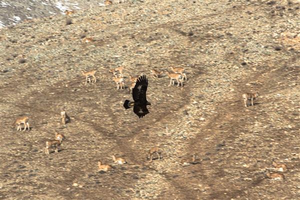 عقاب طلایی و شکار عکاسی حیات وحش ایران