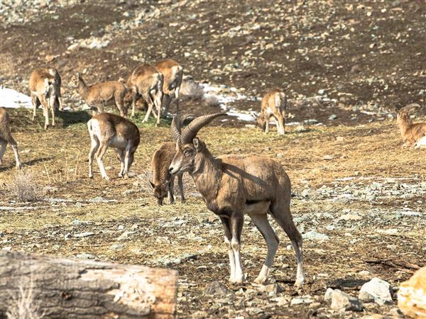 قوچ البرزی عکاسی حیات وحش ایران