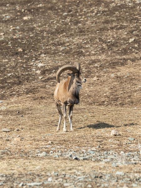 قوچ البرزی عکاسی حیوانات ایران