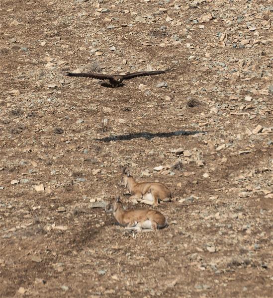 حمله عقاب به میش ها عکاسی حیات وحش ایران