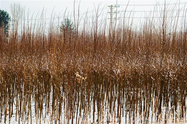 مزرعه در زمستان عکس انتزاعی از مناظر طبیعت زیبا
