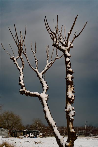 درختان زمستان عکس انتزاعی تابش نور خورشید