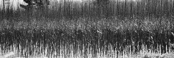 باغ زمستانی عکاسی پانوراما سیاه و سفید