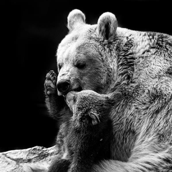 خرس قهوه ای و توله اش در زیست بوم ایران