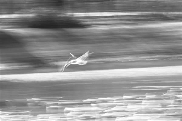 عکاسی سیاه و سفید انتزاعی از مرغ دریایی کاکایی ها