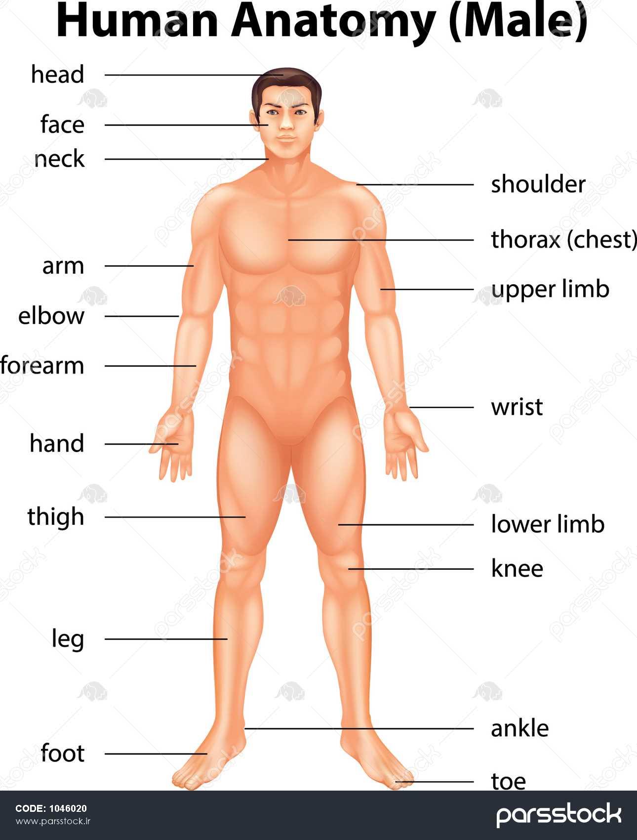 عکس اعضای بدن مرد با اسم