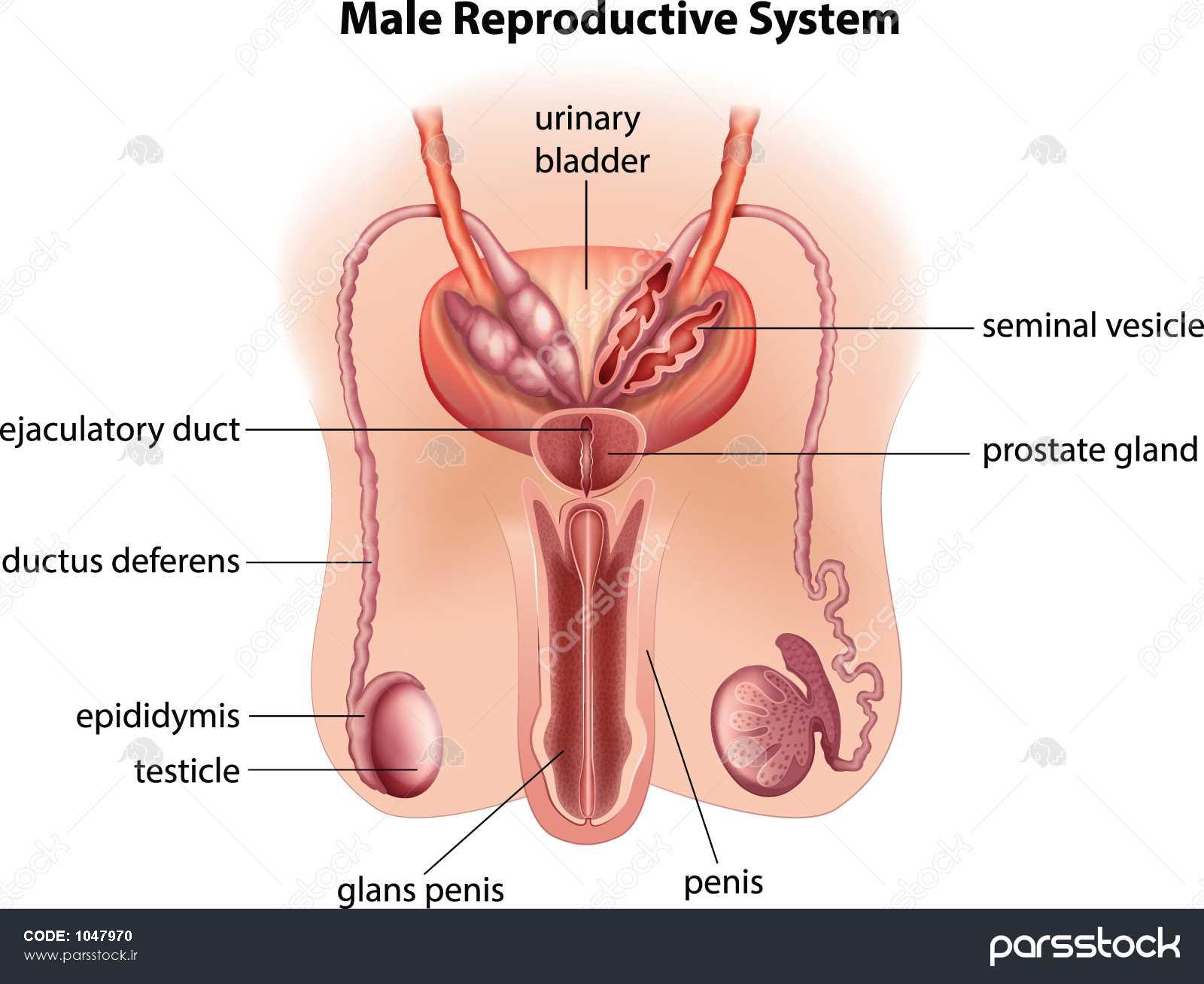 تصویری از آناتومی دستگاه تناسلی مردانه در زمینه سفید 1047970.