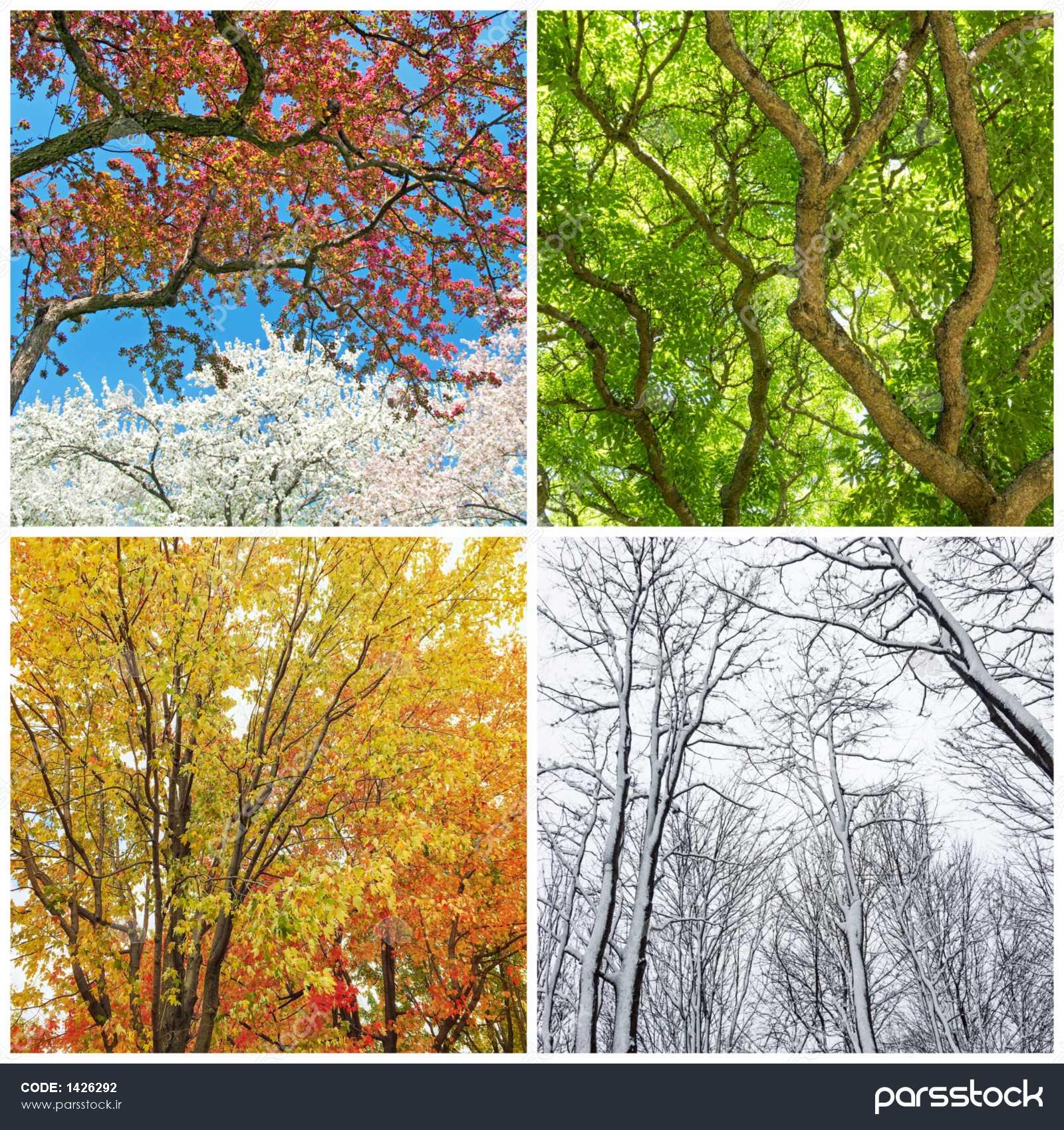 عکس یک درخت در چهار فصل