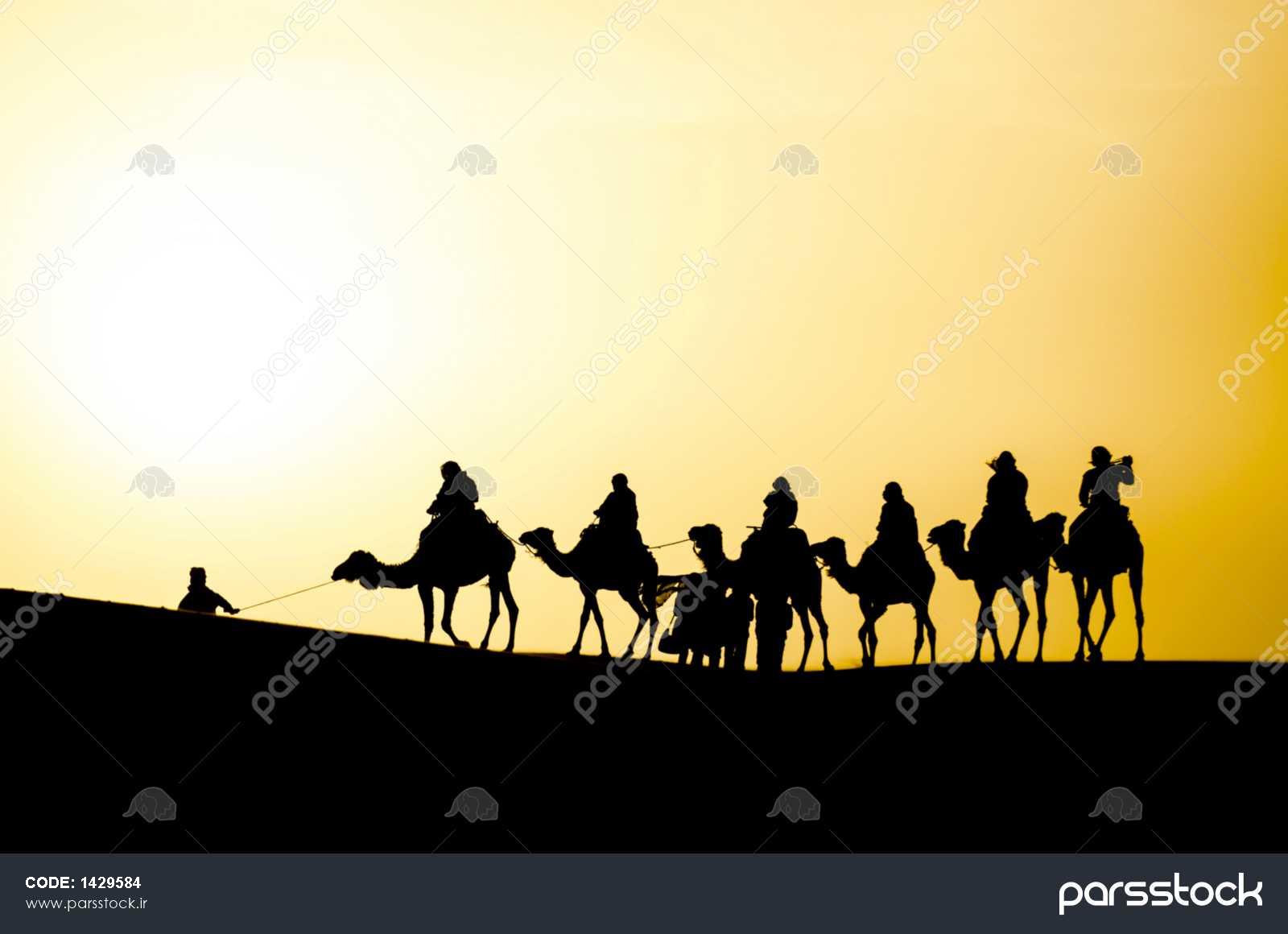 چیدمان یک کاروان شتر در صحرای صحرا در طلوع آفتاب عکس 1429584 : پارس استاک - شاتر استوک پارسی